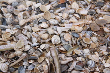 Muscheln an der Nordsee