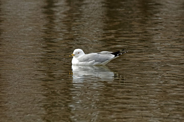 A Ring-billed Gull rests on the water. These gulls can be found across North America.