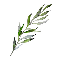 Isolated Willow branches illustration element. Watercolor background illustration set. Green leaf.