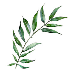 Isolated Willow branches illustration element. Watercolor background illustration set. Green leaf. © yanushkov