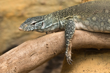 Varan lying on the trunk.