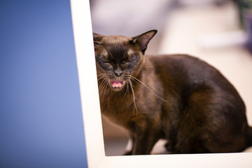 Brown young burmese cat yawns.