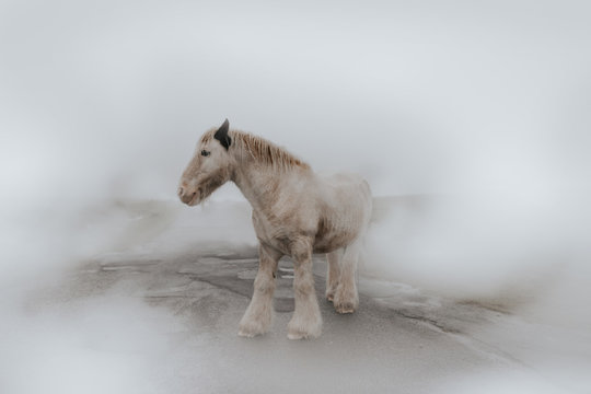 A white horse surrounded by fog