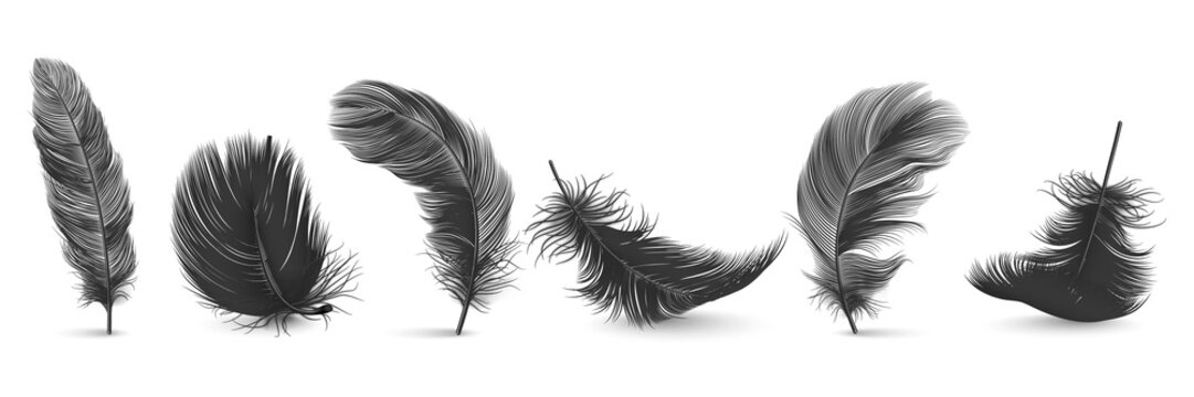 Black Feather Silhouette PNG Images, Black Feather Illustration, Three  Dimensional, Animal, Peacock PNG Image For Free Download