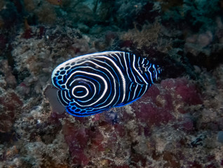 Naklejka na ściany i meble A juvenile Emperor Angelfish (Pomacanthus imperator) in the Indian Ocean