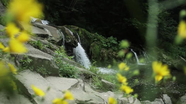 Close up of a small waterfall in a deep forest yellow flowers green nature rock environment forest river mountains ecology adventure journey natural view
