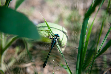 natura