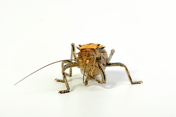 Riesenkampfgrille (Madiga cf. liberiana) - armoured ground cricket