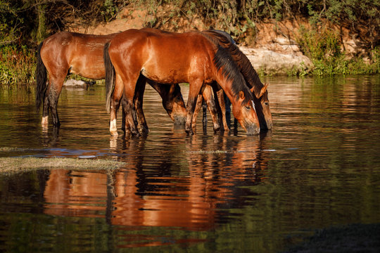 Wild Horses Drinking in River