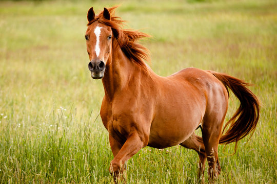 Senior Horse in Pasture