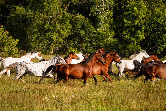 Herd of Horses in Pasture