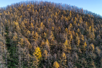 晩秋のカラ松林