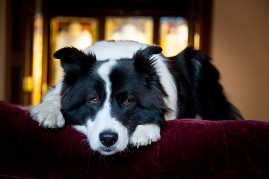 Border Collie On Couch