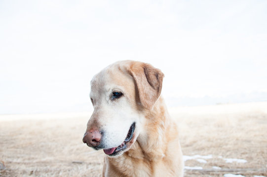 Goden labrador retriever