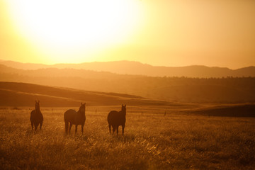 Silhouette of group of horse standing on grassy landscape during sunset