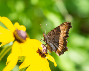 A Milbert's tortoiseshell butterfly on yellow cone flower