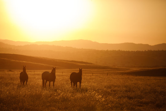 Silhouette of group of horse standing on grassy landscape during sunset