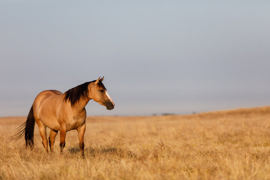 Buckskin Horse in Pasture