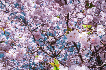 Fototapeta premium Cherry tree blossom