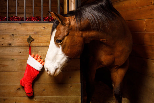 Horse Stealing Carrots from Christmas Stocking