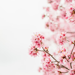Small Pink Flowers Against a Cloudy White Sky