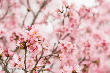 Obraz premium Small Pink Spring Blossoms