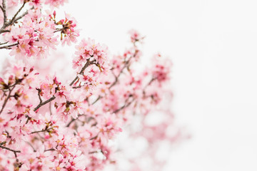 Small Pink Blossoms on a Tree