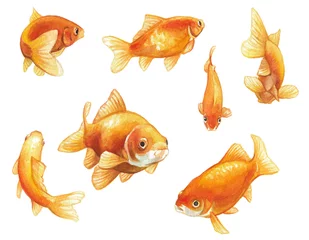 Fotobehang goldfish watercolor painting, a set of hand painted goldfish swimming in various poses © Abbies Art Shop