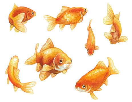 goldfish watercolor painting, a set of hand painted goldfish swimming in various poses