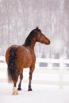 Horse in Snow with Breath