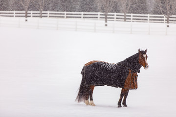 Blanketed Horse in Snow