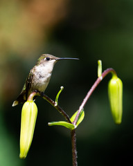 A female ruby throated hummingbird perched on a lily plant.