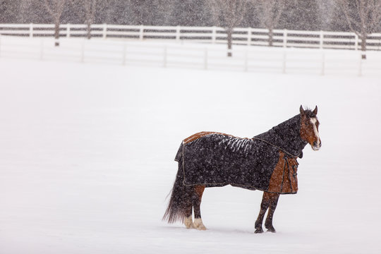 Blanketed Horse in Snow