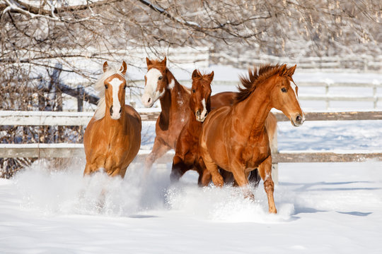 Group of horse running in ranch during winter