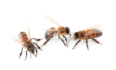 Beautiful honeybees on white background. Domesticated insects