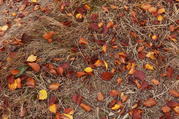 Fallen autumn leaves on ground, top view