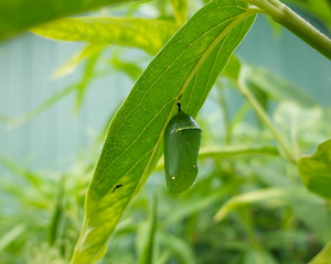 A monarch butterfly chrysalis hanging from a leaf on a milkweed plant.