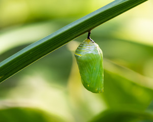 A monarch butterfly chrysalis handing from a day lily leaf.