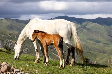 Fototapeta na wymiar Mare and foal on Swiss Mountain