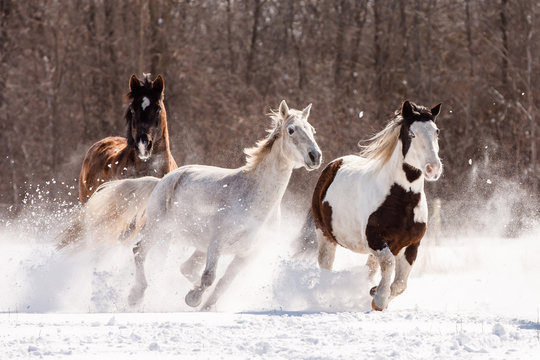 Herd of Horses Running in Snow