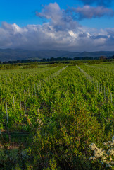 Fototapeta na wymiar Traditional countryside and landscapes of beautiful Tuscany. Vineyards in Italy. Vineyards of Tuscany, Chianti wine region of Italy.