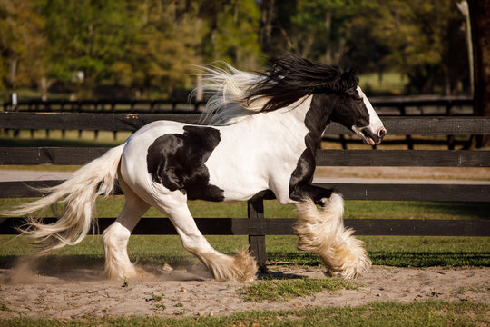 Gypsy Vanner Running