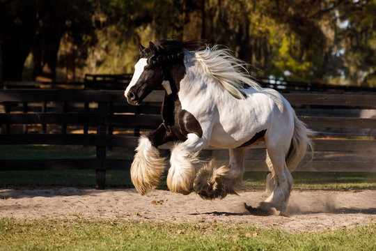 Gypsy Vanner Running