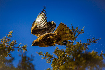 Hawk in Flight