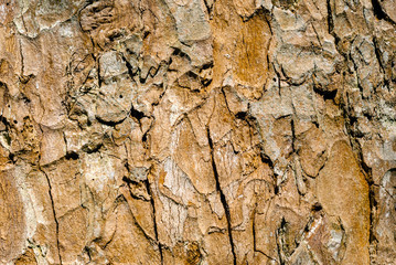 background, texture - rotten wood affected by fungus