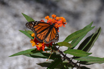 Fototapeta na wymiar Monarch butterfly (Danaus plexippus) gathering nectar from Milkweed in Florida, USA