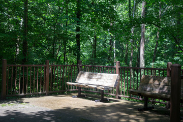 Sunlit Bench on Trail