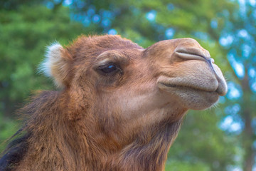 Fototapeta premium Camel Head