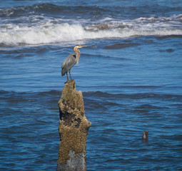 blue heron with raised head on ocean tree stump
