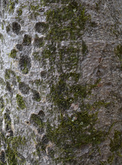 Tree bark moss